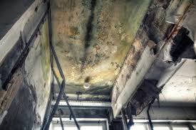 Best Black Mold Removal  in Mathews, VA